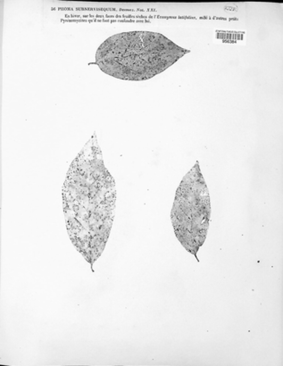 Phoma subnervisequa image